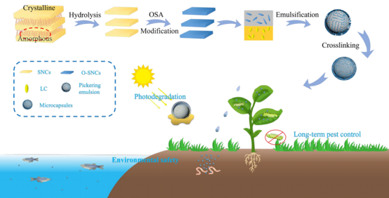 可降解淀粉基農(nóng)藥微膠囊 以生物基材料技術(shù)助力農(nóng)業(yè)可持續(xù)發(fā)展